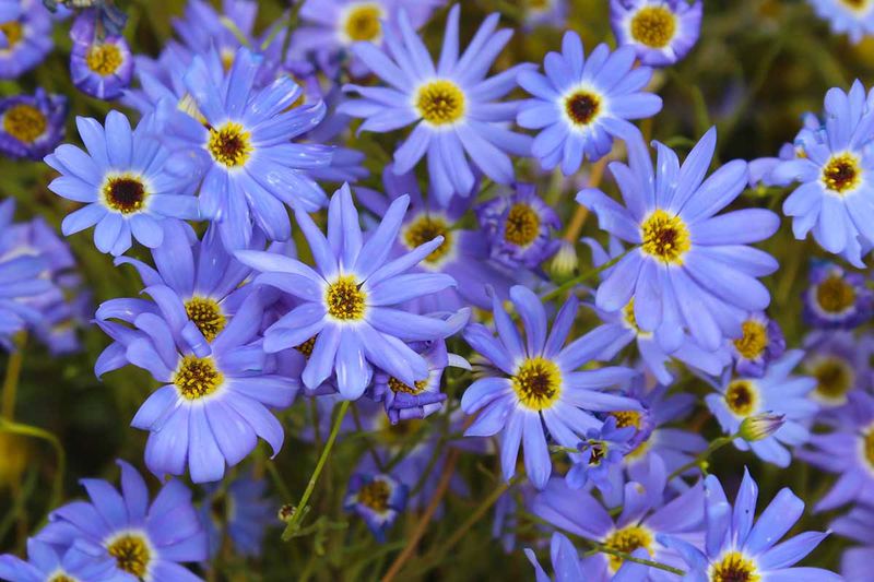 Grow Swan River Daisy With Afternoon Shade