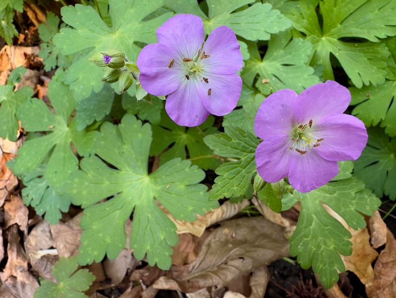 Grow Wild Geranium In Dappled Shade