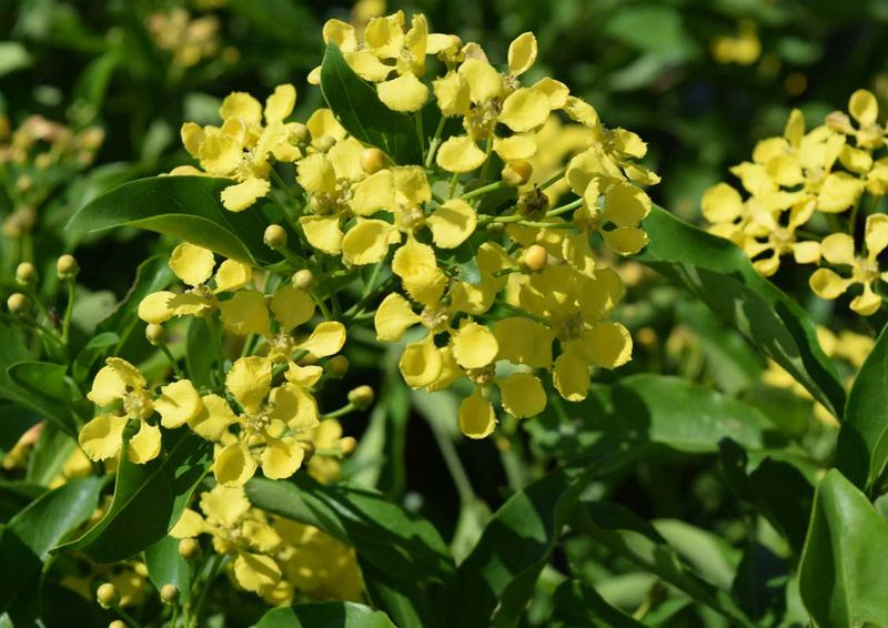 Grow Yellow Orchid Vine In Full Sun
