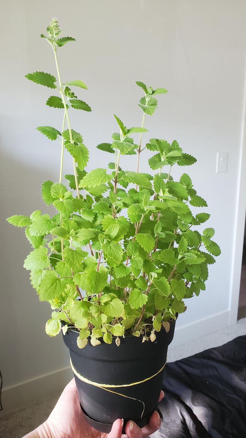 Growing And Caring For Catnip In Pots