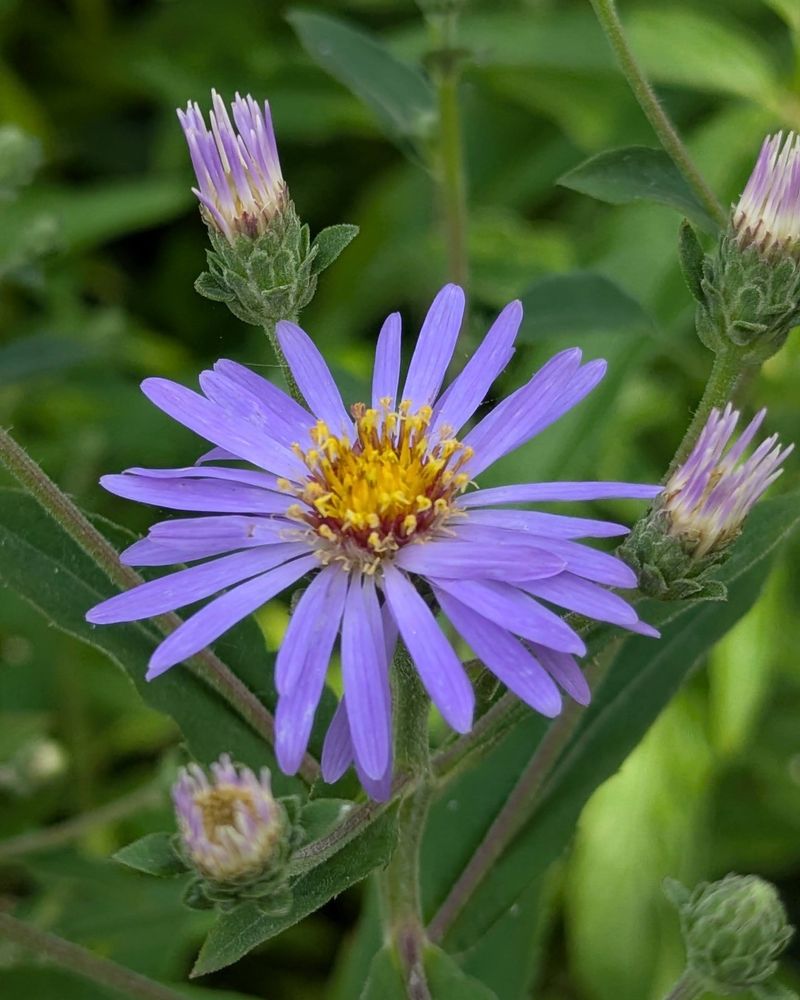 Growing Conditions It Needs To Flourish