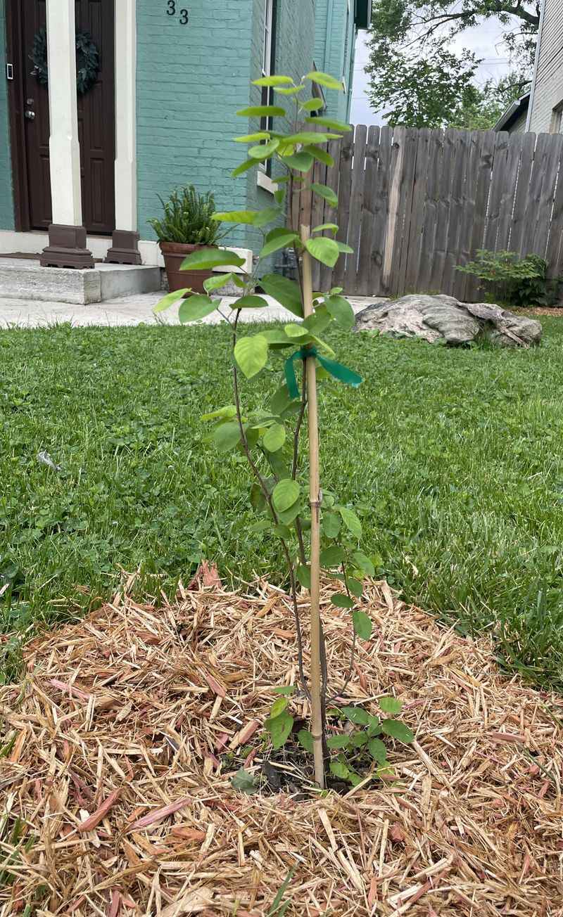 Growing Conditions This Tree Prefers