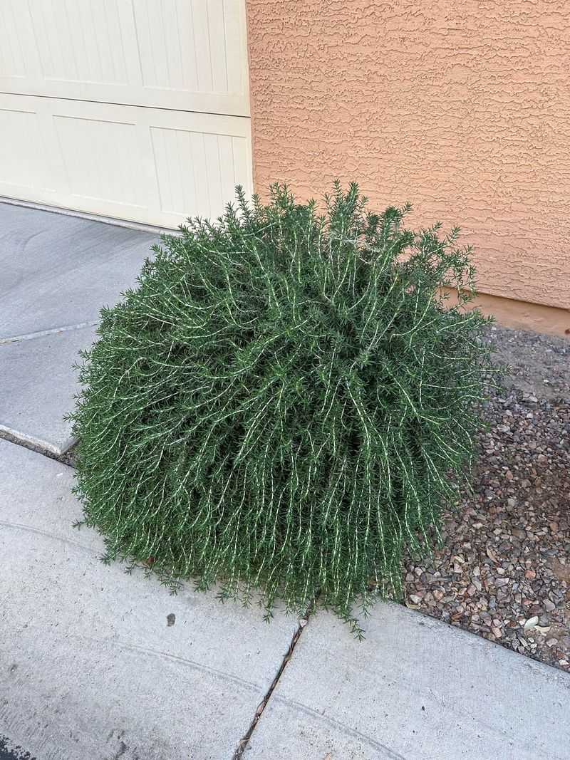 Growing Rosemary Near Favorite Rat Hideouts Growing Rosemary Near Favorite Rat Hideouts