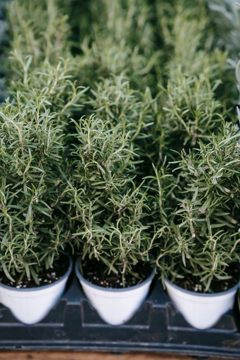 Growing Rosemary Successfully In Montana's Climate Growing Rosemary Successfully In Montana's Climate