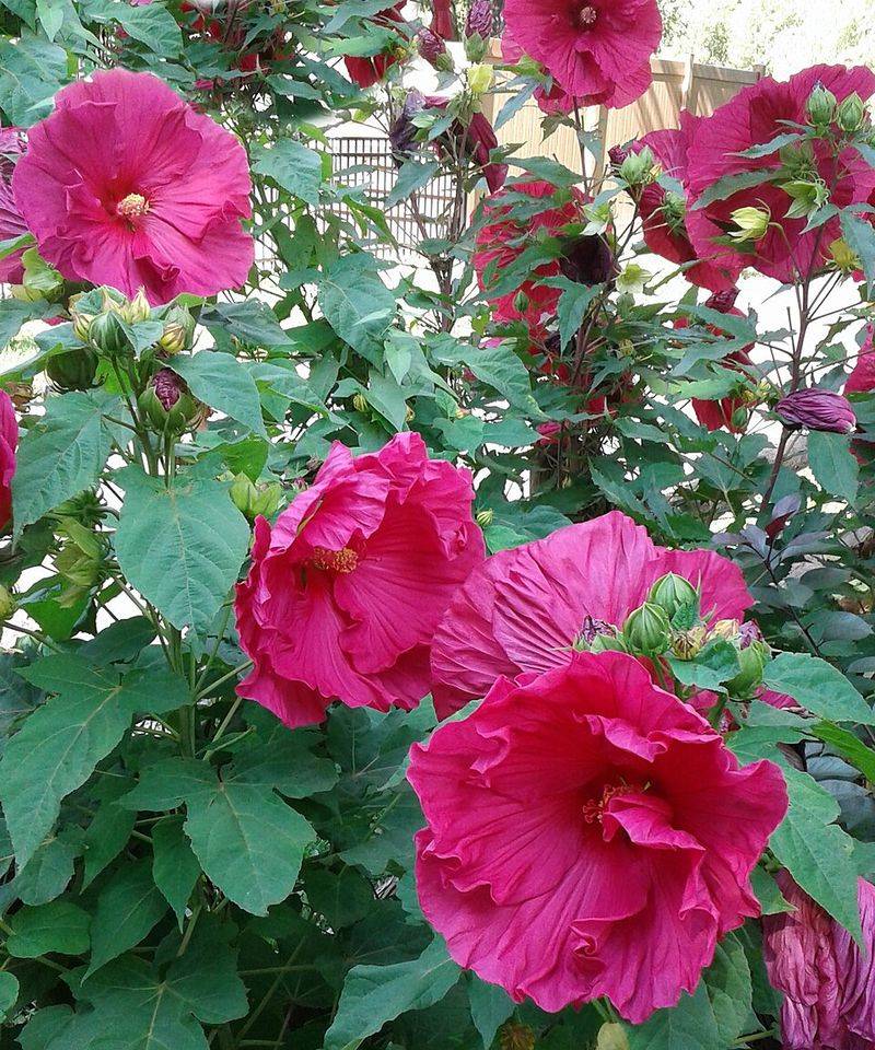 Grows Quickly Into Privacy Screens