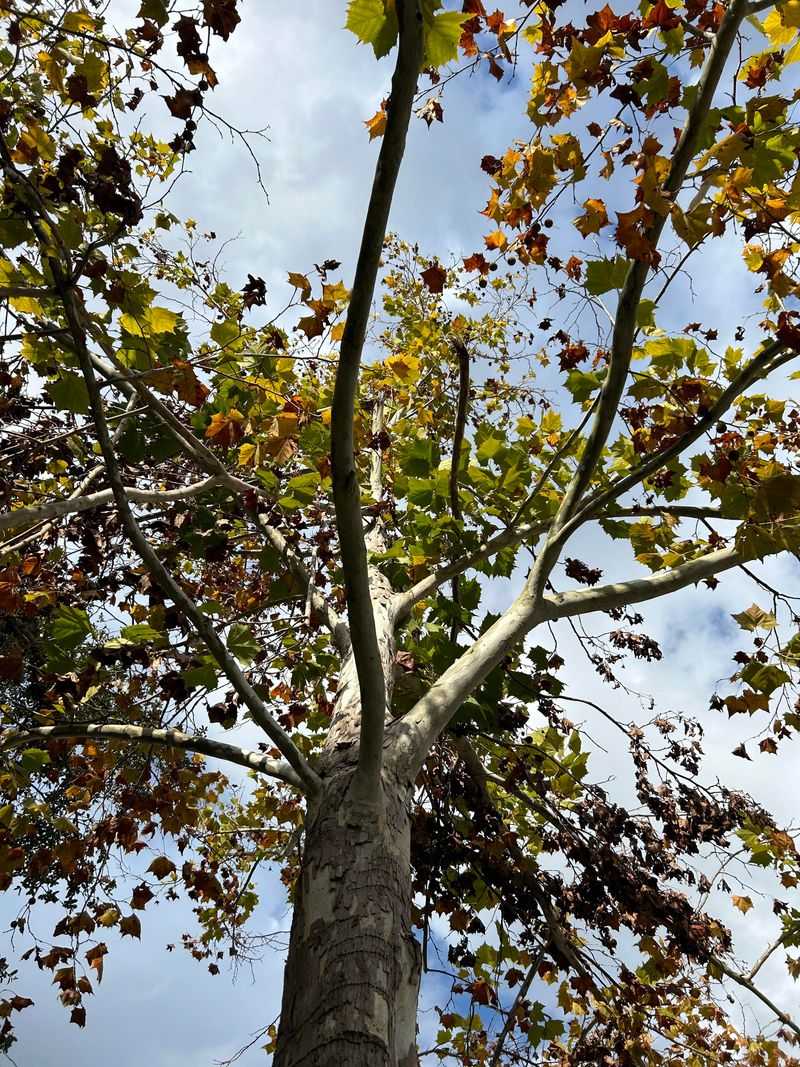 Growth Rates That Outpace Slower Native Oaks Growth Rates That Outpace Slower Native Oaks