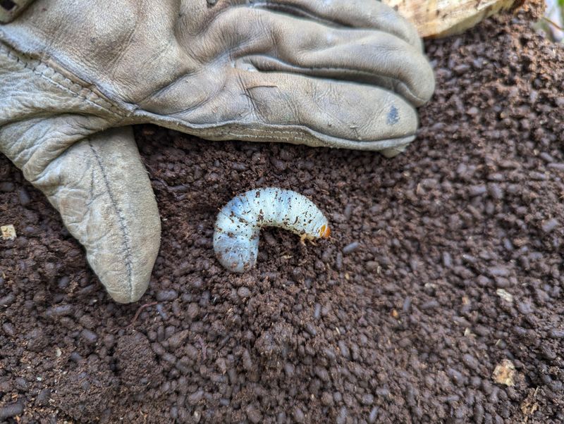 Grub Infestations Feeding On Grass Roots Grub Infestations Feeding On Grass Roots