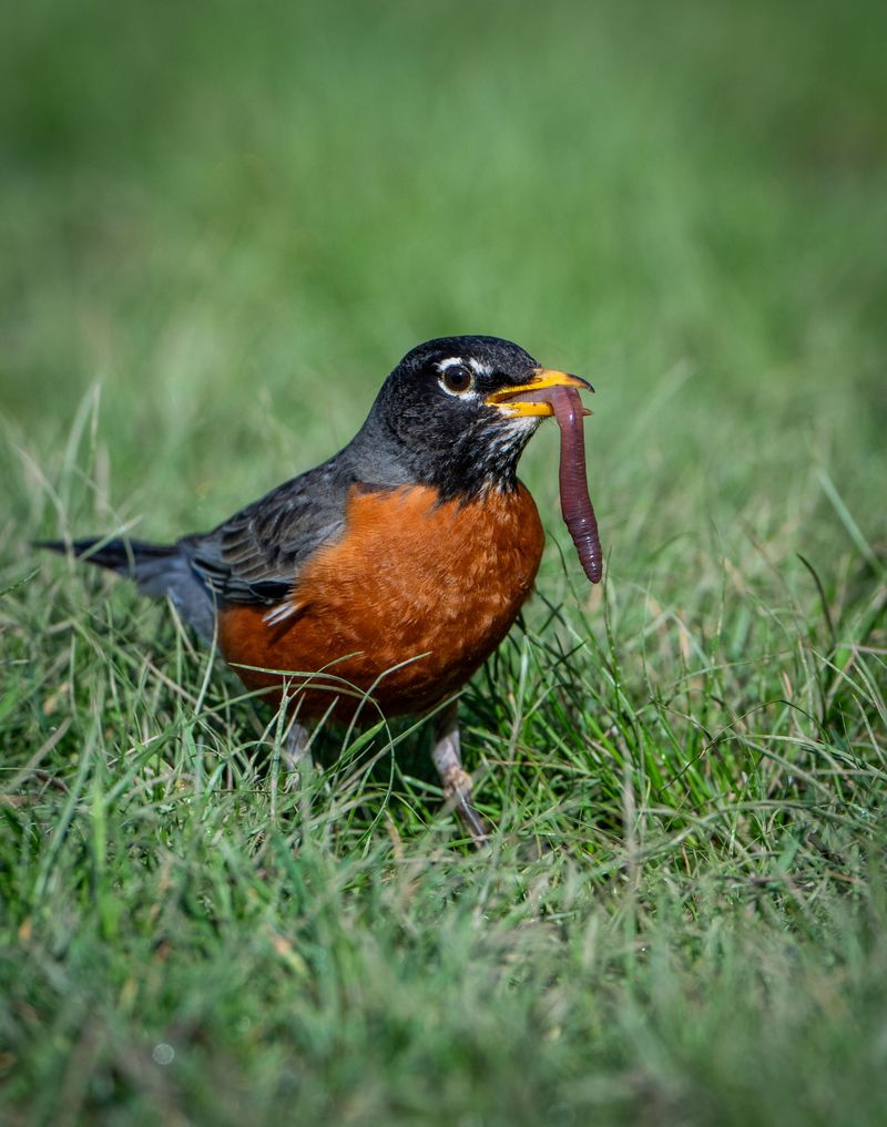 Grubs And Other Insects Are The Main Draw