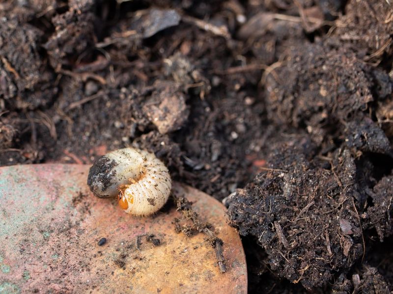 Grubs Feed On Grass Roots All Summer Long Grubs Feed On Grass Roots All Summer Long