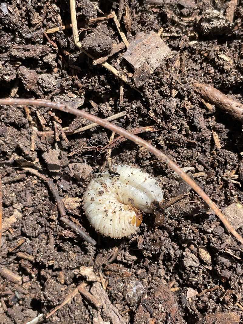 Grubs Feed On Grass Roots Below Grubs Feed On Grass Roots Below