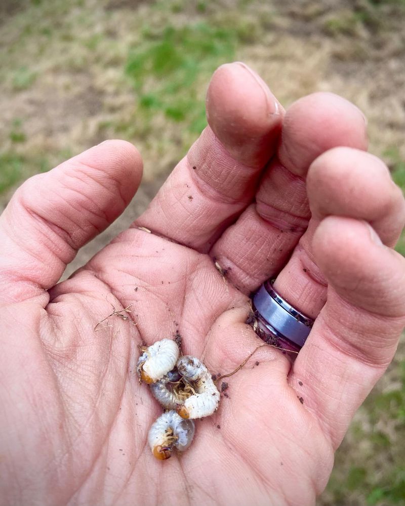 Grubs Feeding Below The Turf Are Drawing The Diggers In