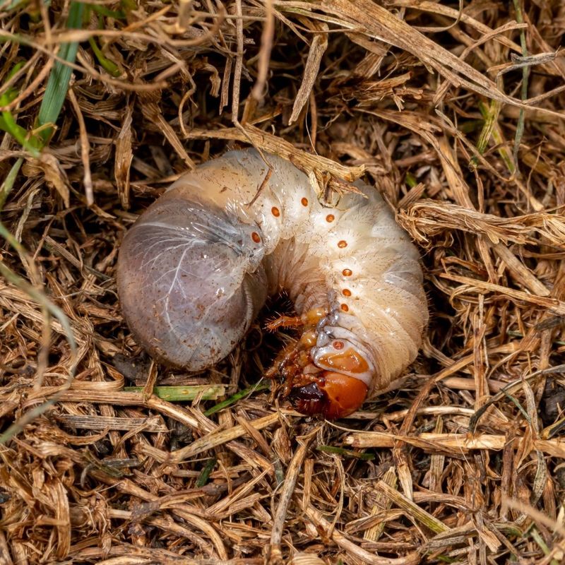 Grubs Feeding Belowground Can Create Irregular Patches Grubs Feeding Belowground Can Create Irregular Patches