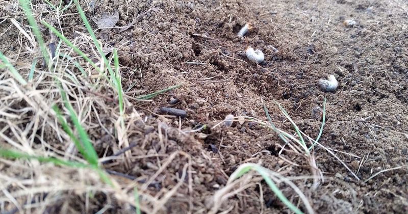 Grubs May Be Below Your Feet Grubs May Be Below Your Feet