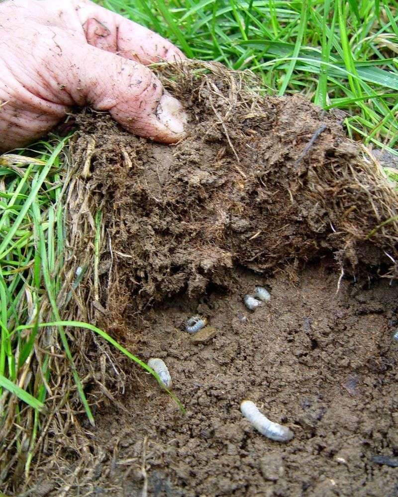 Grubs May Be Feeding Below The Surface