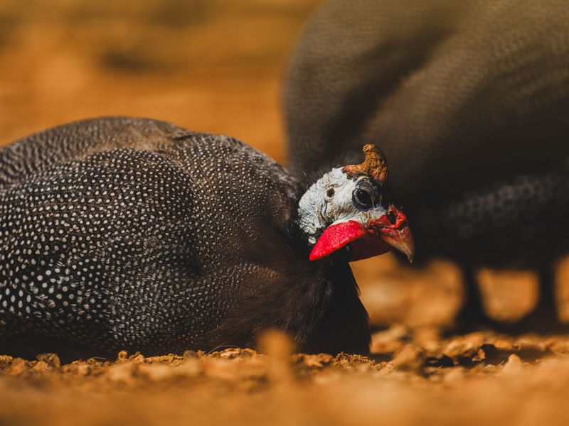 Guinea Fowl Origins And Their African Bug Hunting Instincts