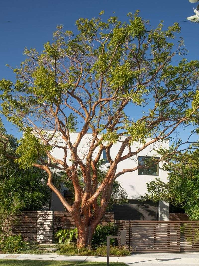 Gumbo Limbo Builds Shade Where Heat Hits Hardest