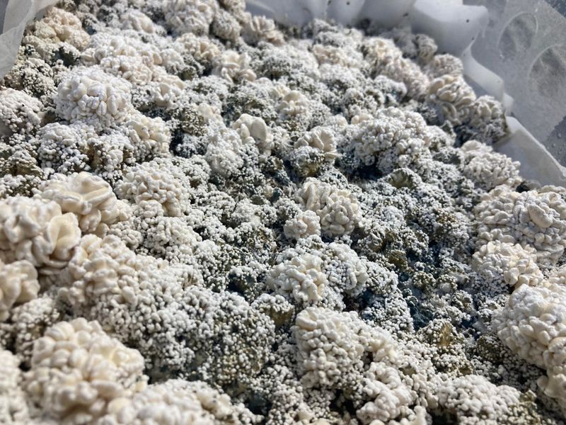Gypsum Breaks Apart Compacted Clay Particles
