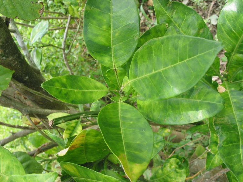 HLB Can Hide Before Symptoms Become Obvious