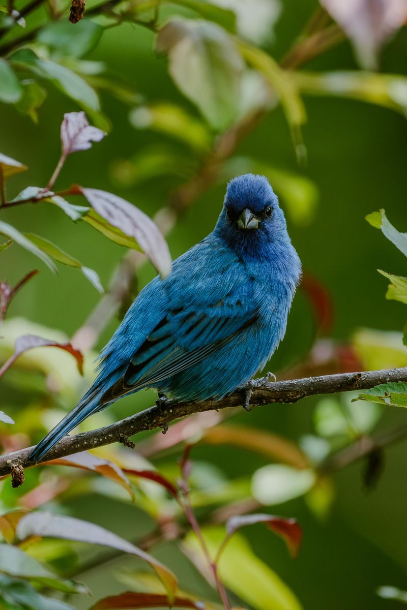 Habitat Features That Draw These Birds Into Yards