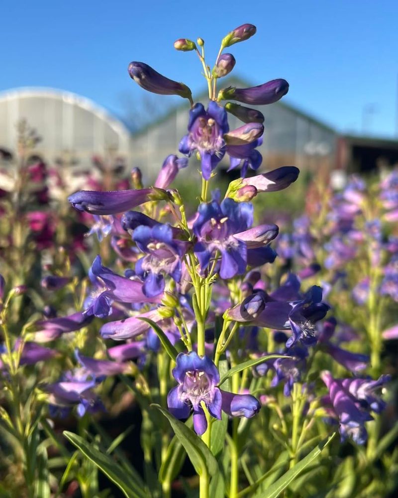 Hairy Beardtongue Changes The Flower Shape