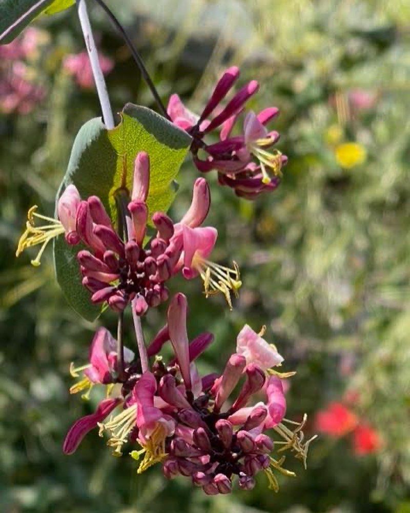 Hairy Honeysuckle 