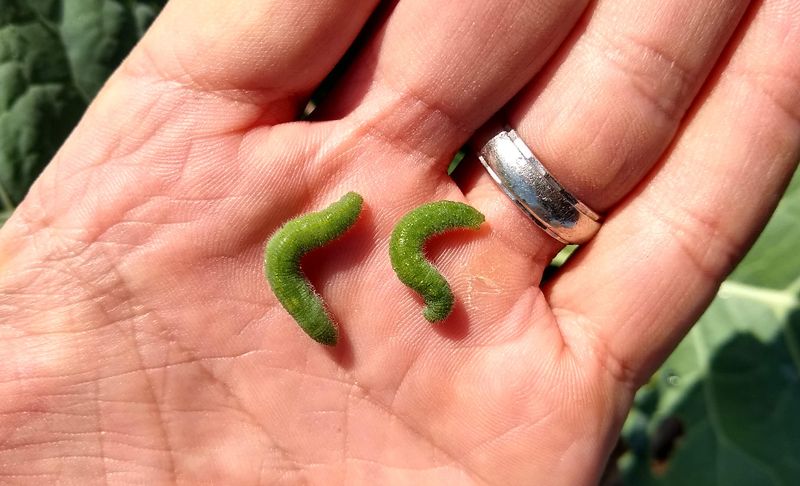 Hand-Picking Can Stop Small Infestations Early Hand-Picking Can Stop Small Infestations Early