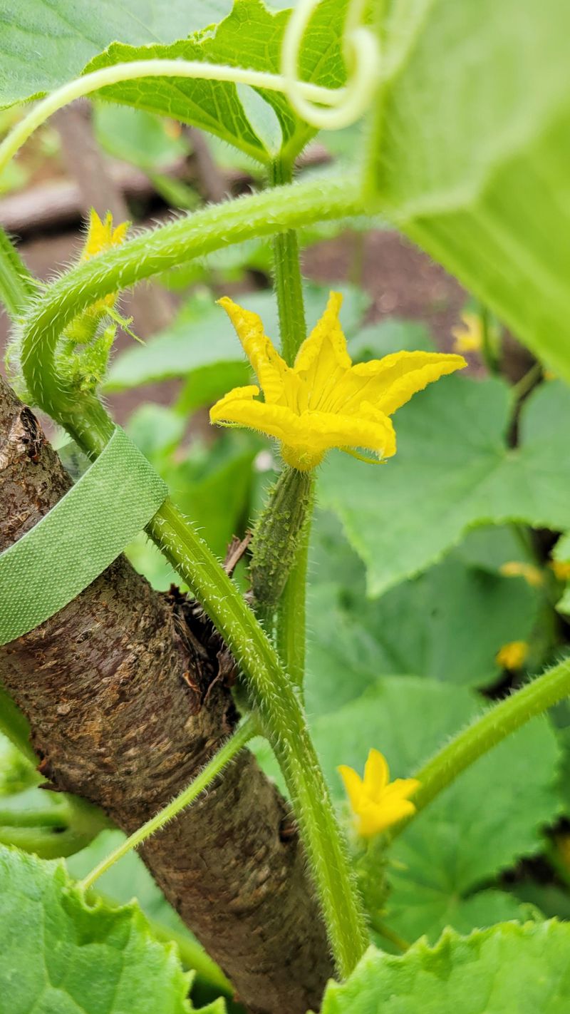Hand-Pollinate Flowers If Bee Activity Is Low Hand-Pollinate Flowers If Bee Activity Is Low