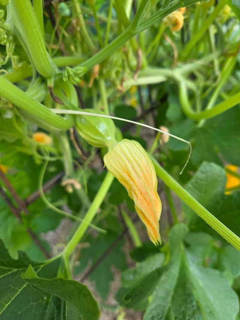 Hand Pollination As A Backup Method Hand Pollination As A Backup Method