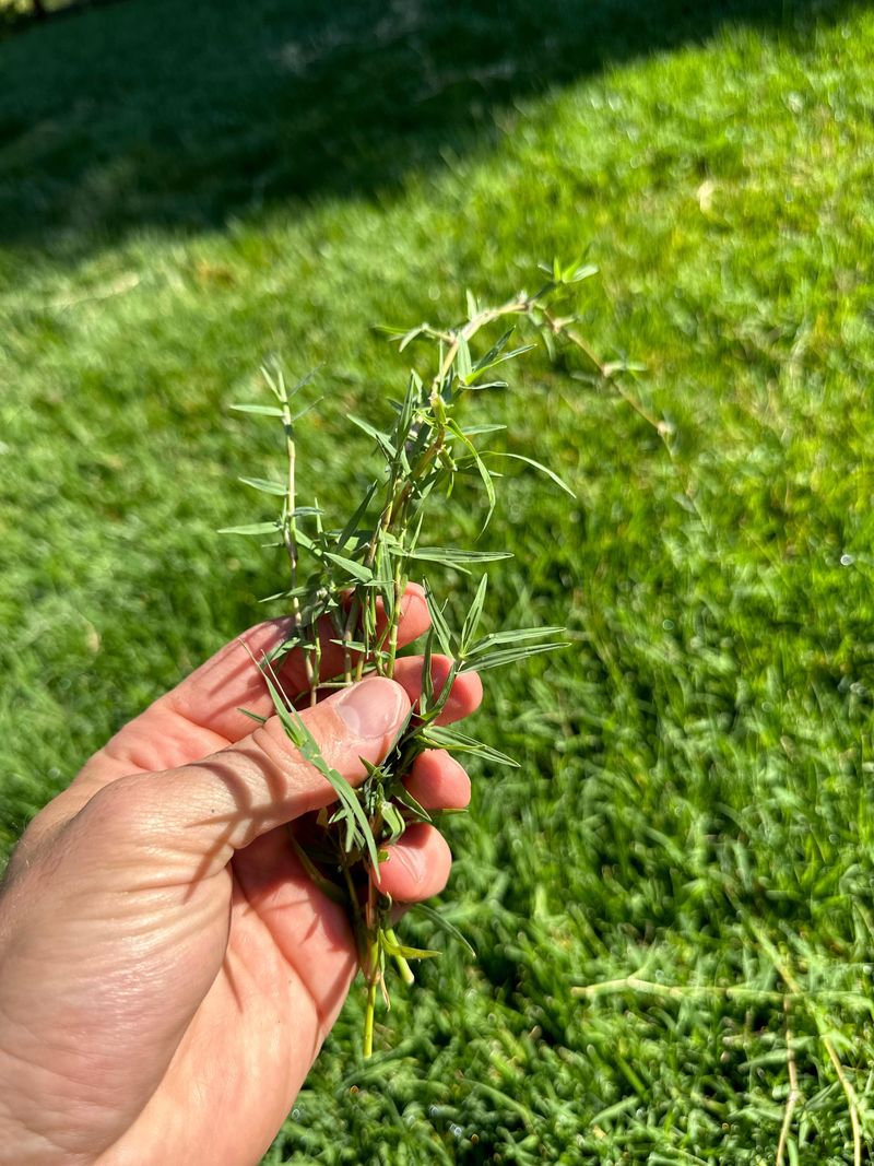 Hand-Pulling Often Leaves Pieces Behind