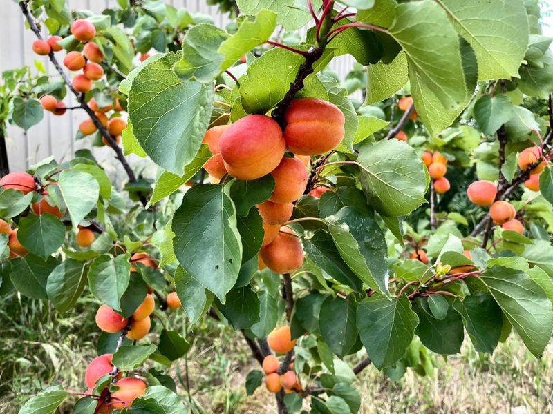 Handle Apricots During A Dry Spell