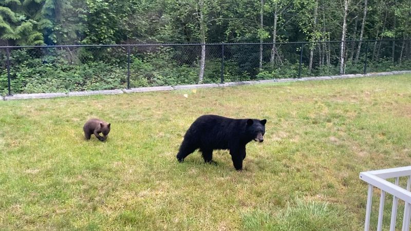 Handling An Unexpected Encounter In Your Yard