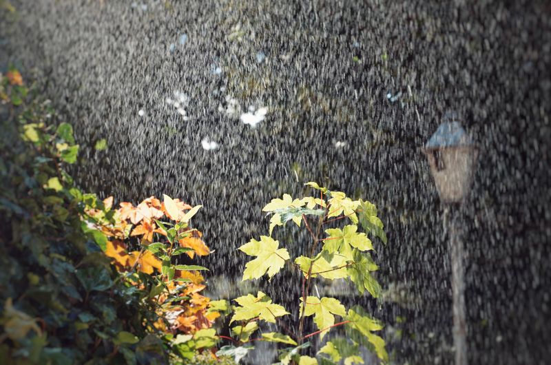 Handling Wet And Dry Rain Garden Cycles Handling Wet And Dry Rain Garden Cycles