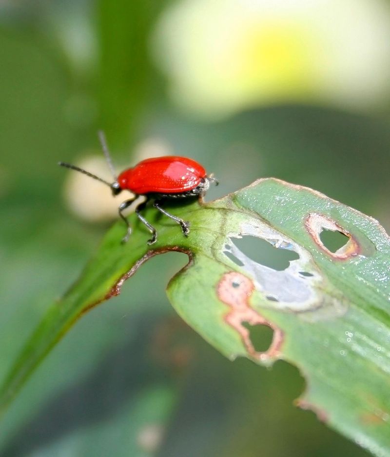 Handpick Adults Eggs And Larvae Handpick Adults Eggs And Larvae
