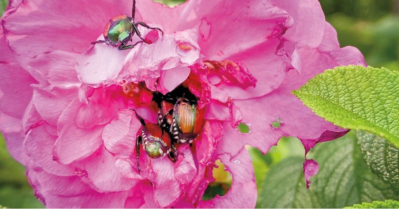 Handpick Beetles During Cool Mornings