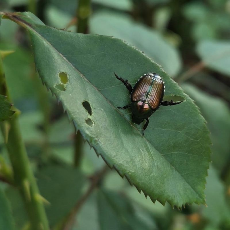 Handpick Beetles Early In The Morning Handpick Beetles Early In The Morning