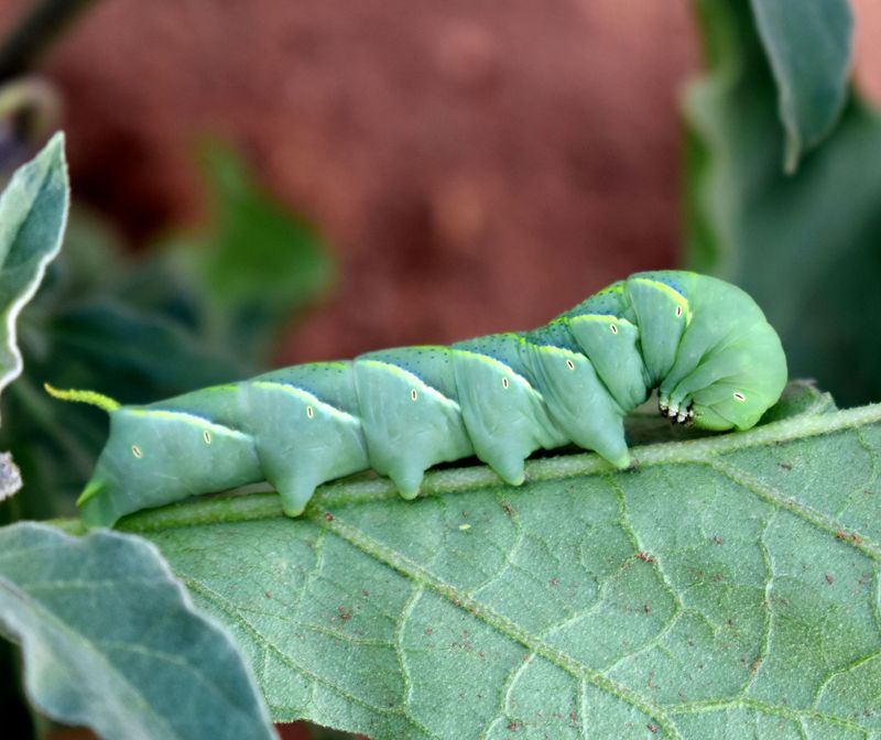 Handpick Larger Pests Like Hornworms Daily Handpick Larger Pests Like Hornworms Daily