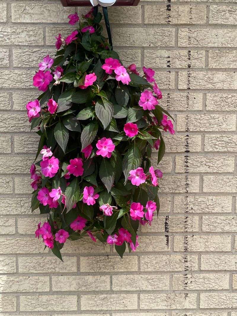 Hang Impatiens In Deep Patio Shade