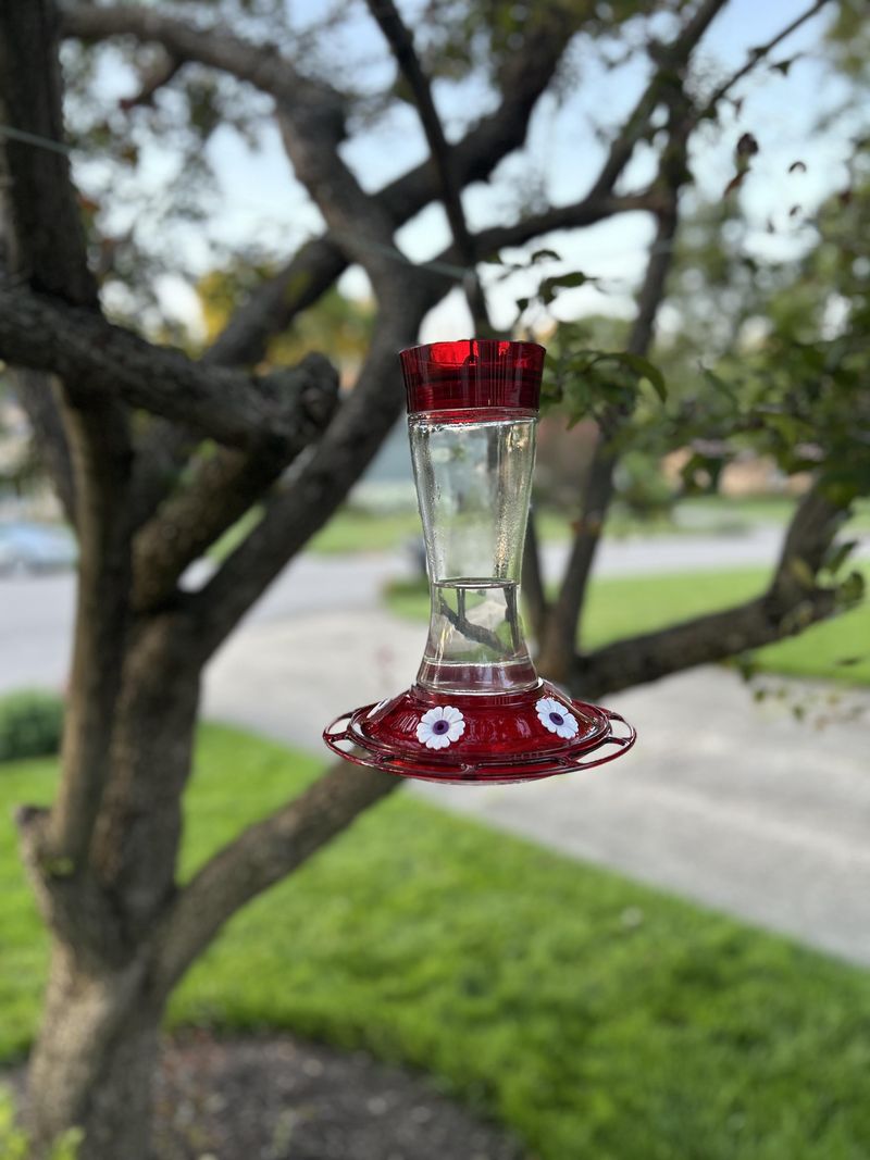 Hanging Feeders Where Afternoon Sun Bakes Them Hanging Feeders Where Afternoon Sun Bakes Them