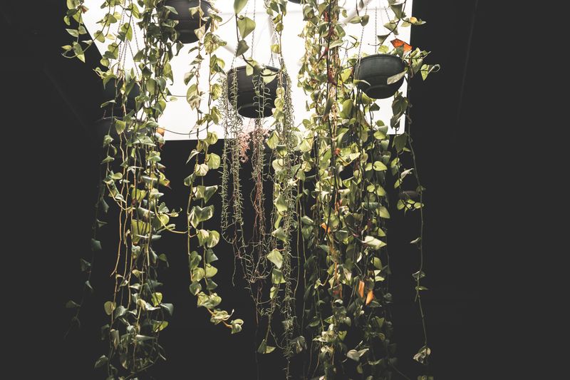 Hanging Plants Near Lights Create Hidden Nesting Spots