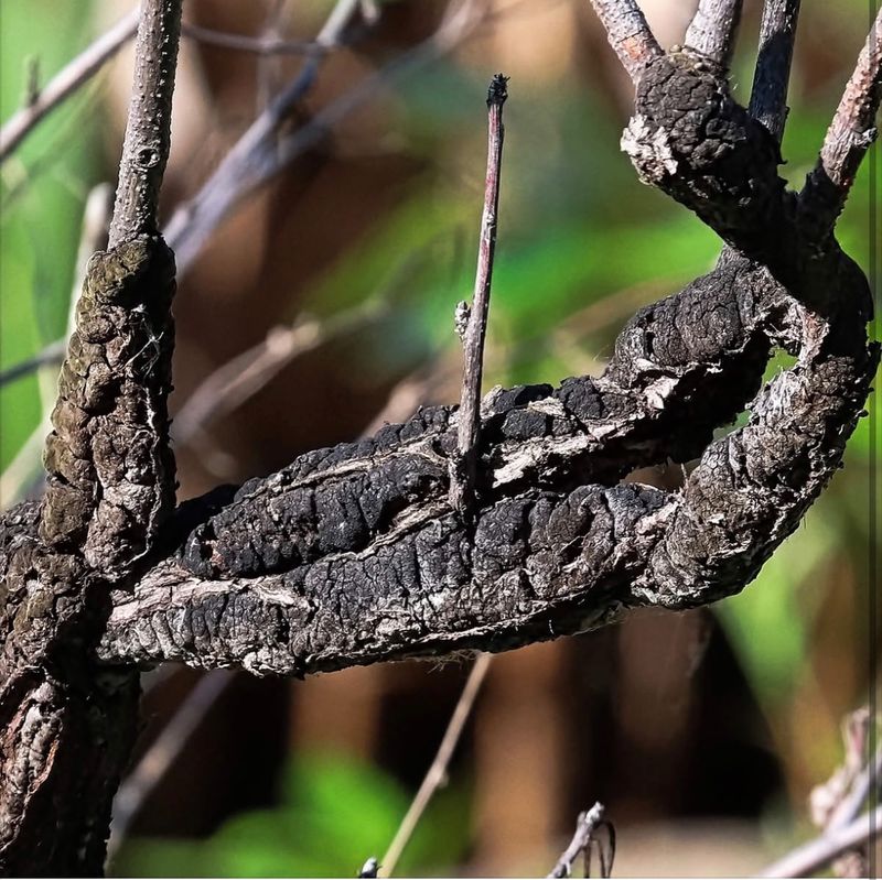 Hard, Black Swellings Wrapped Around Branches