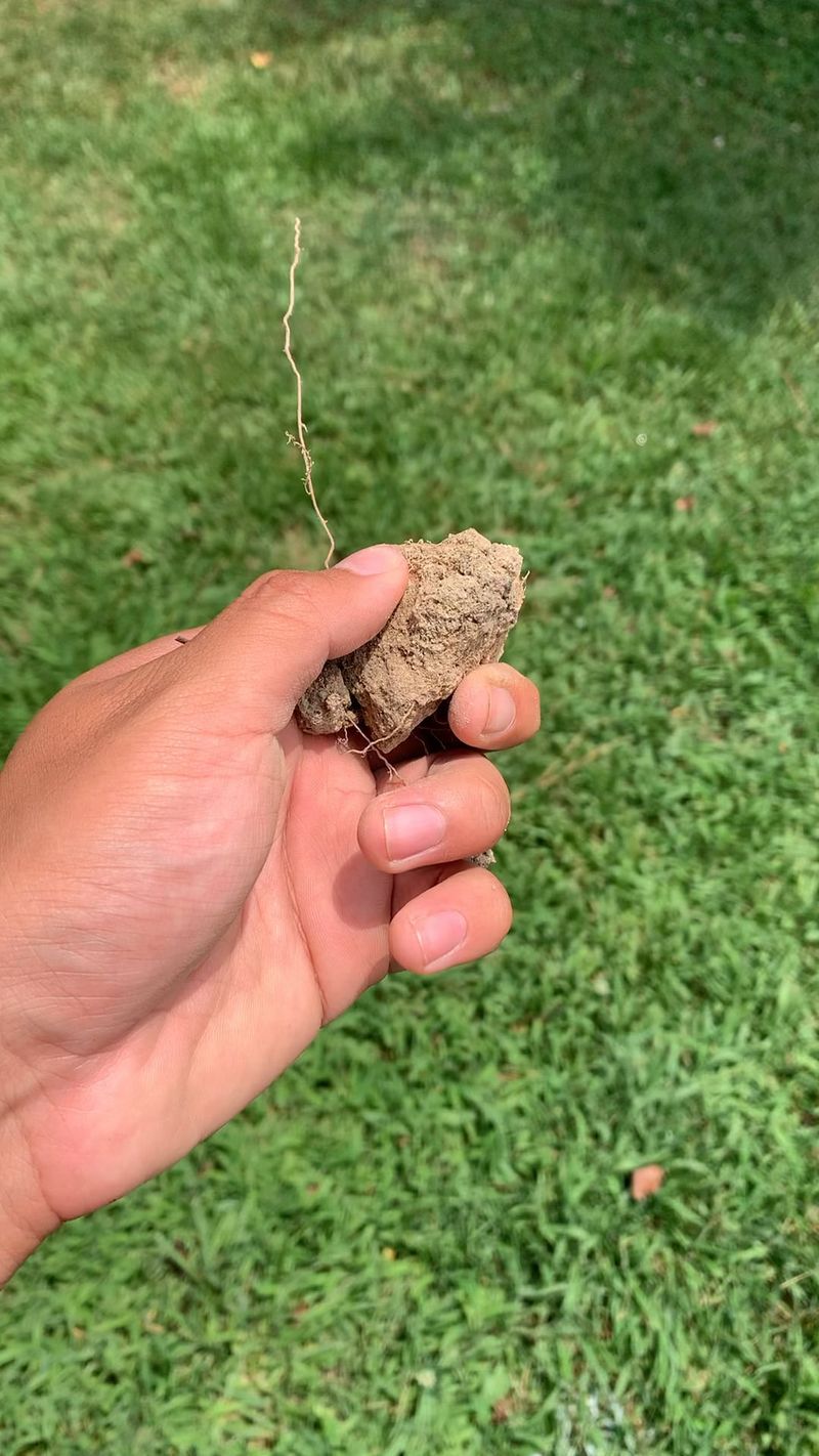 Hard Dry Soil Makes Weed Roots More Likely To Break