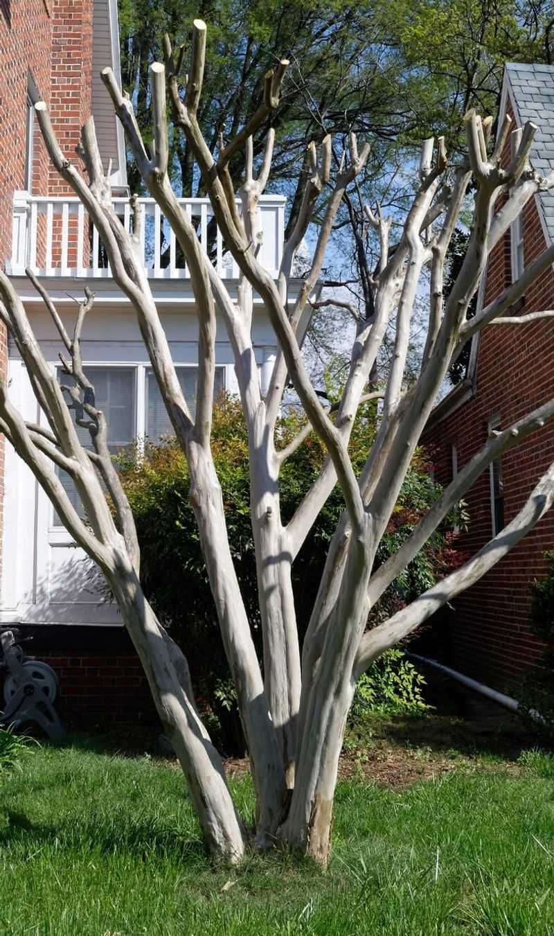 Hard Pruning Can Delay The Flowers You Want Hard Pruning Can Delay The Flowers You Want