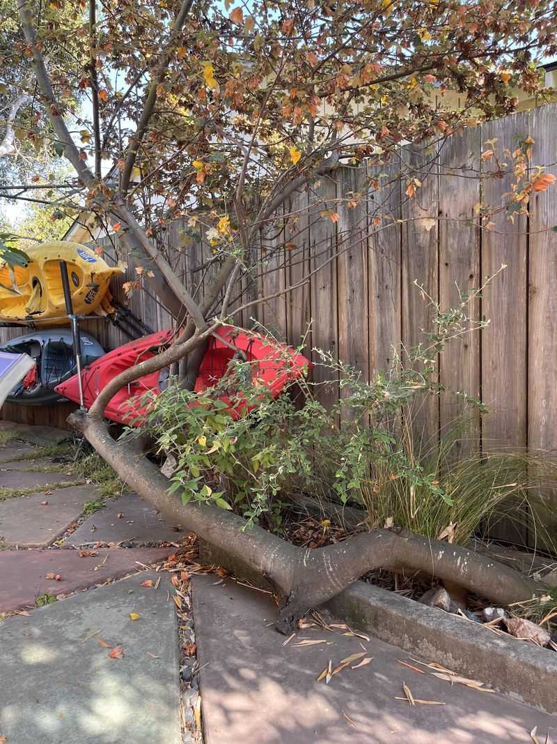 Hard Pruning Can Leave Shrubs Stressed Before Fall