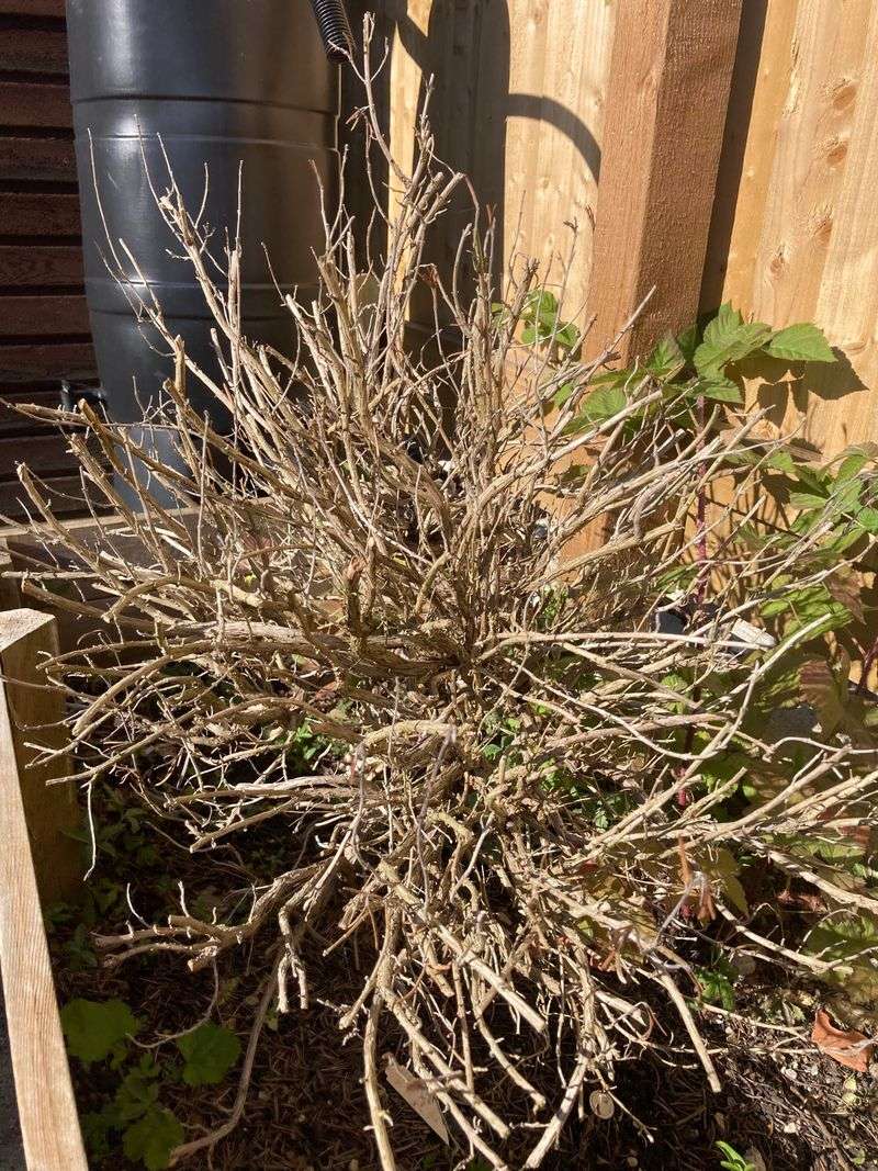 Hard Pruning Can Permanently Damage Rosemary
