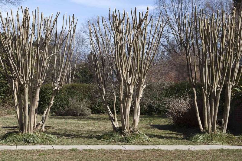 Hard Pruning Can Push The Flower Show Back