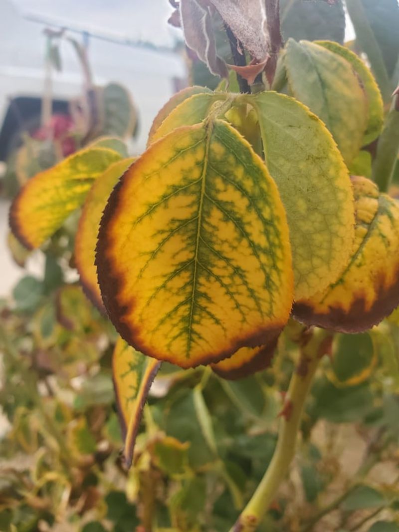 Hard Pruning Can Stress Roses That Are Already Heat-Stressed Hard Pruning Can Stress Roses That Are Already Heat-Stressed