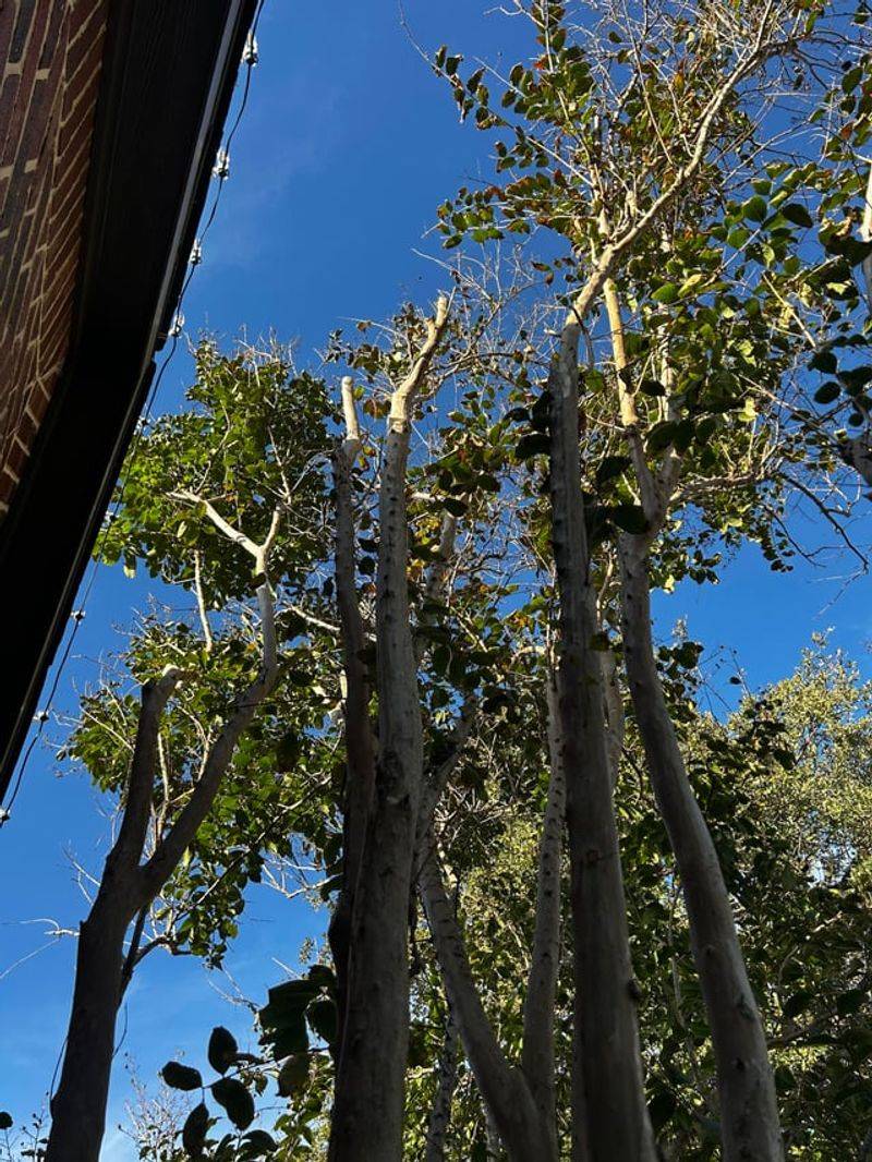 Hard Pruning Now Creates Problems Instead Of More Flowers