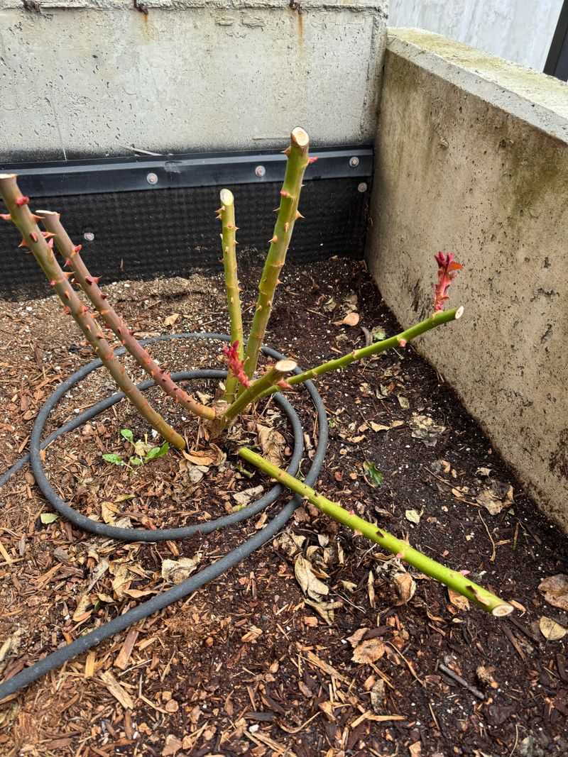 Hard Pruning Removes Future Flowers Hard Pruning Removes Future Flowers