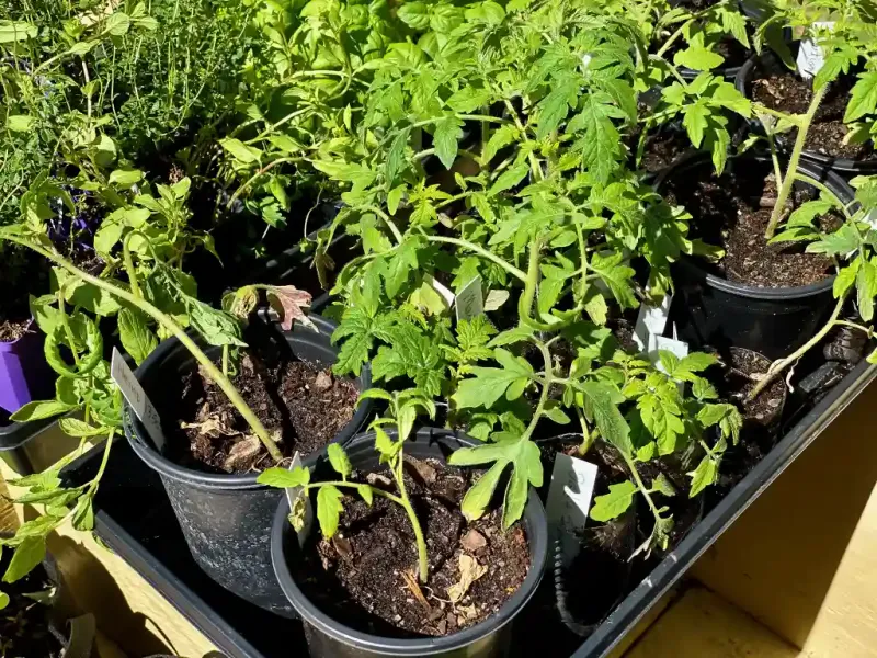 Harden Off Seedlings Before Moving Them Outdoors