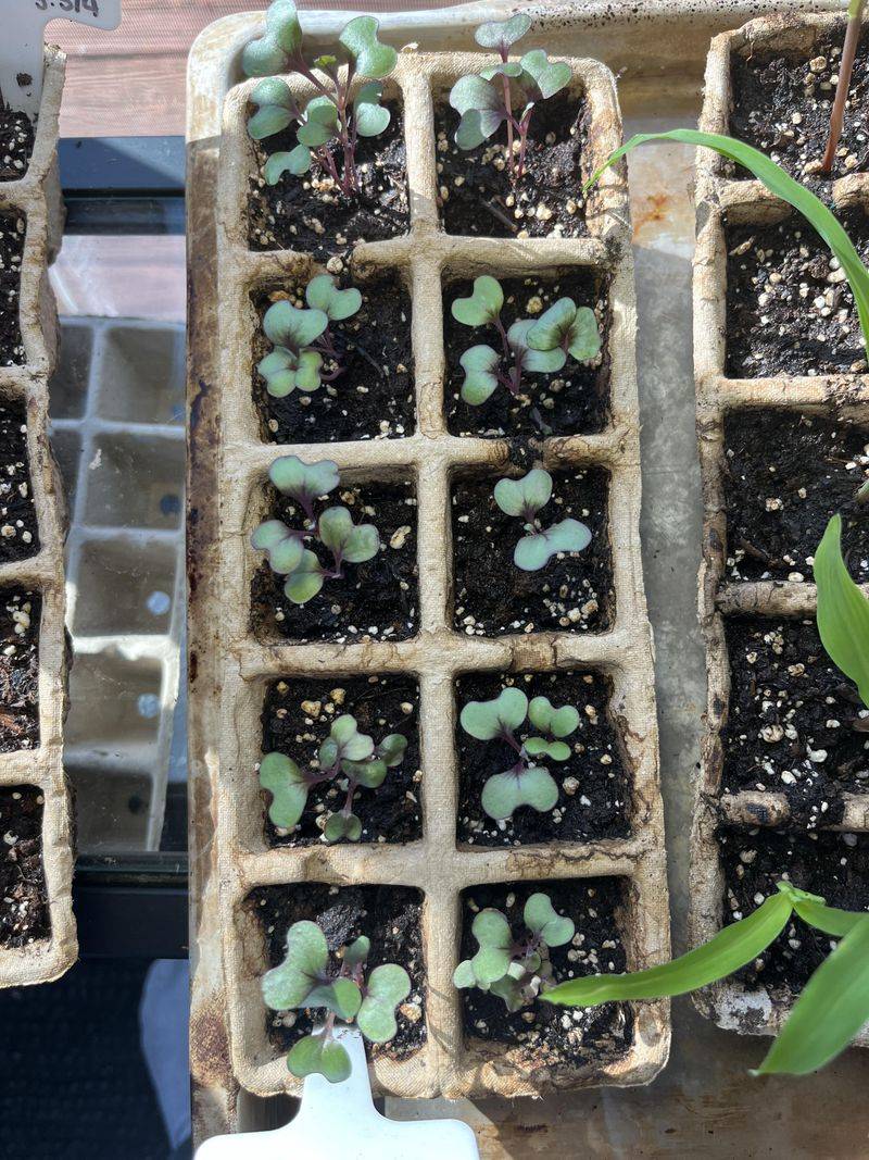 Harden Transplants Before Full Sun